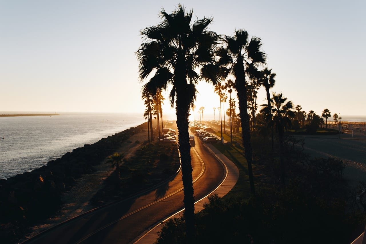 How Coastal Forests Shape Seaside Landscapes