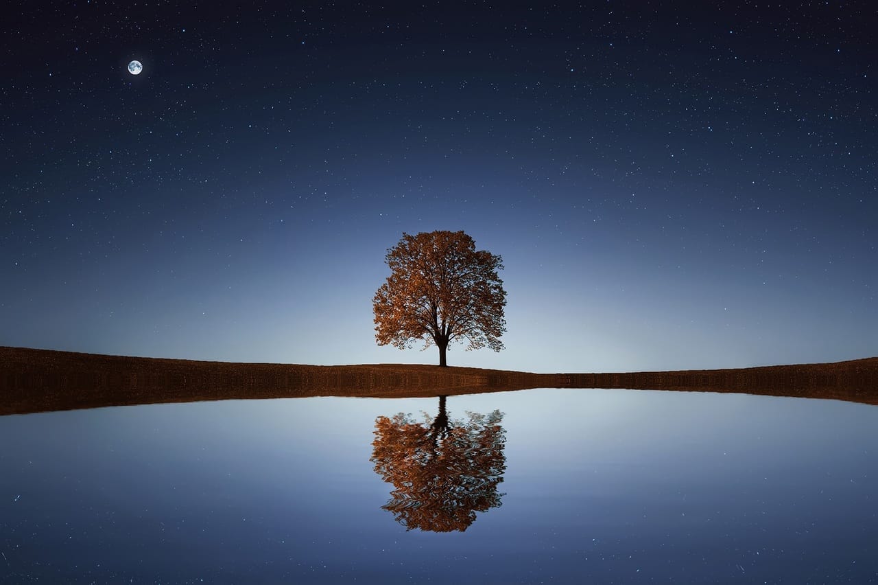 How Trees in Lakes Create Stunning Landscapes